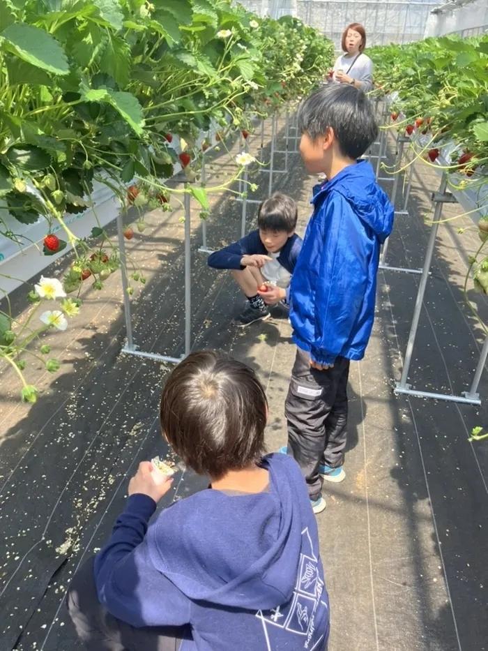 ジーニアスの卵/イチゴ狩り🍓