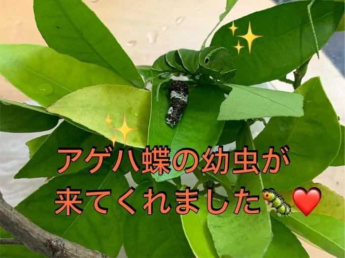 児童発達支援 スマイリーハーツ/素敵な友達🐛💕