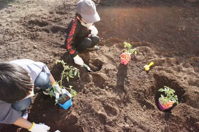 児童発達支援・放課後等デイサービス　ポラリス/畑に苗を植えよう🌱