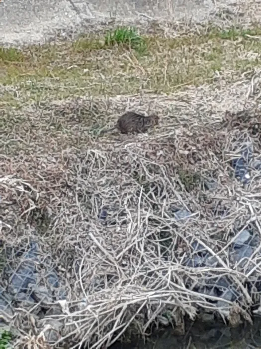 はぴねす/ビーバー❔不思議な動物が枚方に出没