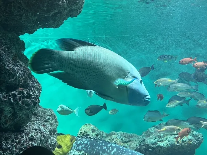 ふれあい児童発達支援・放課後等デイサービス　浦安教室/水族館