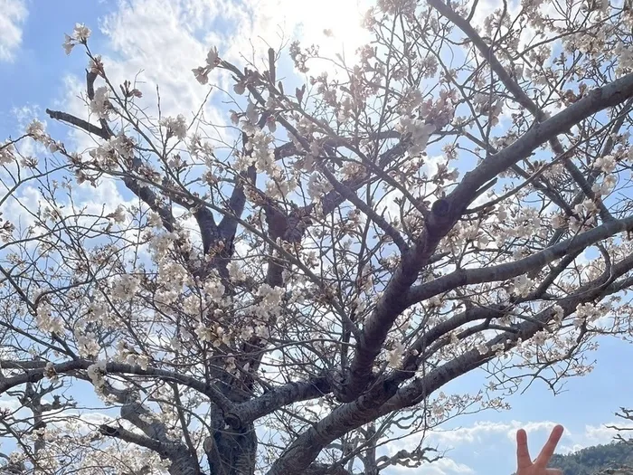 ネクスト晴る日/春といえば、、、🌳