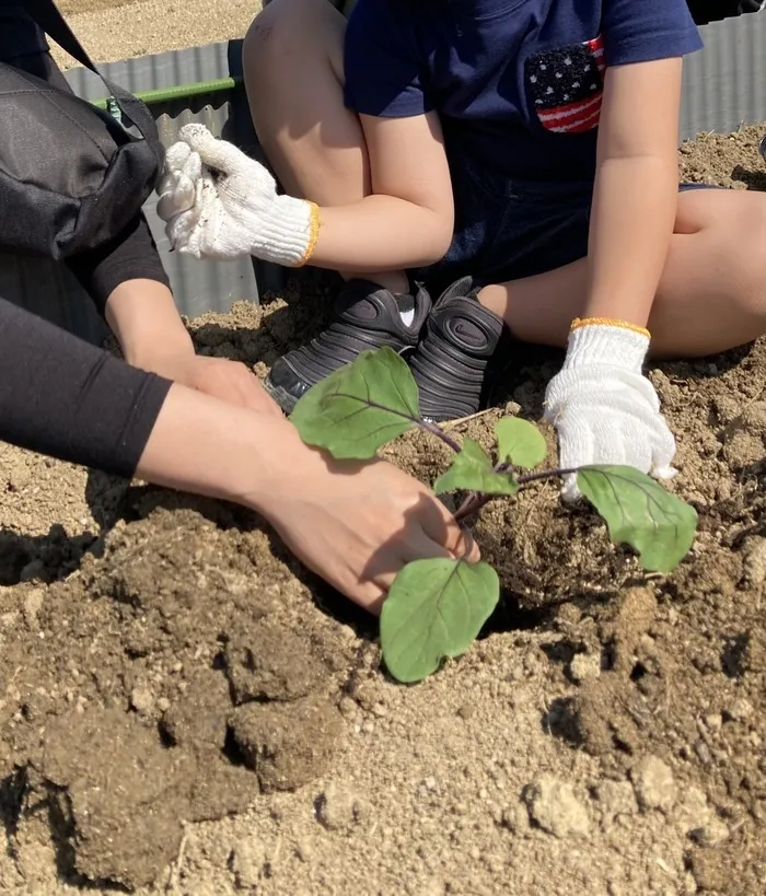  Happiness kids 千早（ハピネスキッズチハヤ）/サツマイモの苗を植えよう🍠🌱