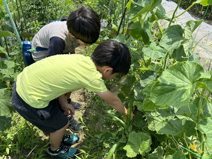  Happiness kids 千早（ハピネスキッズチハヤ）/ハピネス畑で野菜の収穫🍆✨