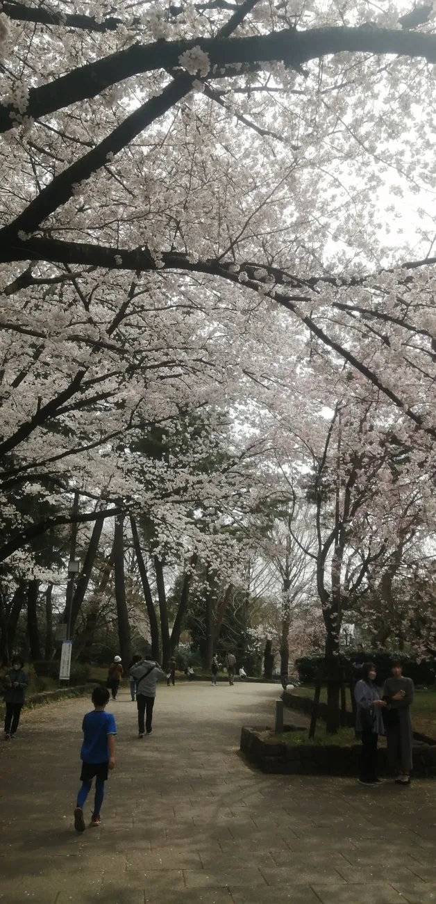 いっぽいっぽ大宮氷川台/桜が満開でした♪