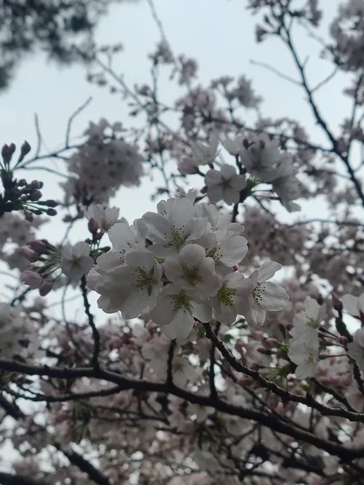 いっぽいっぽ大宮氷川台/桜満開🌸