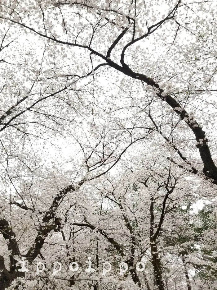 いっぽいっぽ大宮氷川台/満開