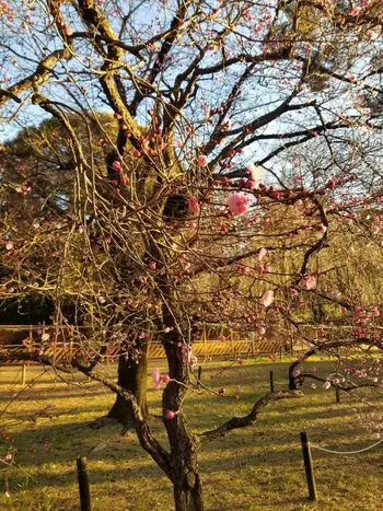 いっぽいっぽ大宮氷川台/梅が咲きました。