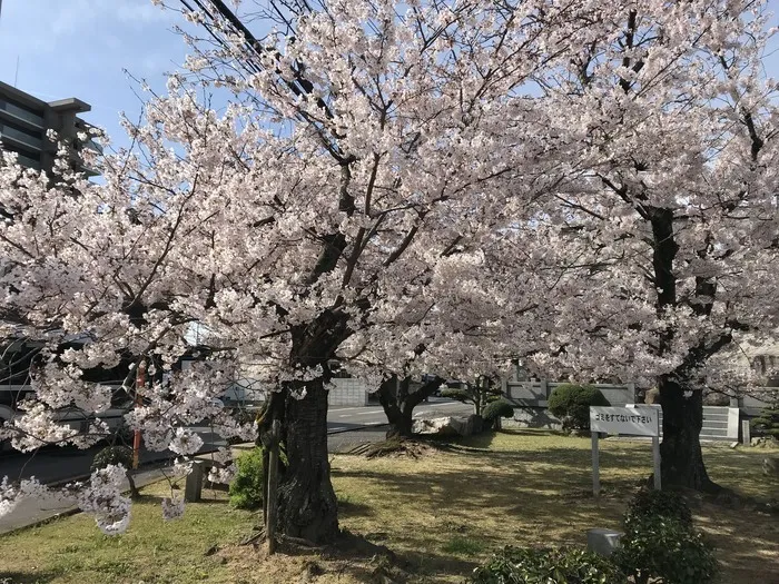 てらぴぁぽけっと高松教室 【空きあり、体験・見学受付中‼】/お花見ついでにどうぞ‼