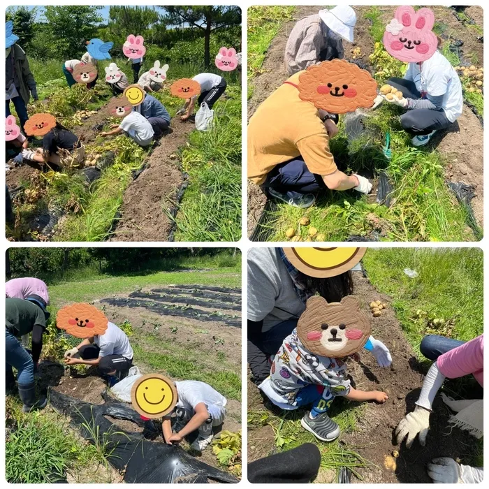 あすなろキッズ/さつまいも🍠植えとじゃがいも🥔掘り