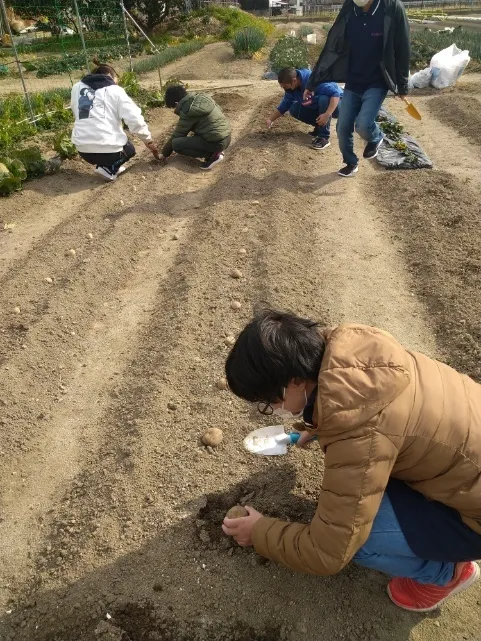 ヤンチャリカ/ジャガイモ植え付け①