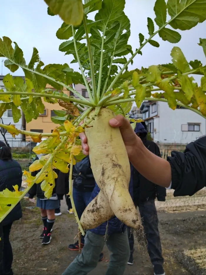 ヤンチャリカ/12/23のヤンチャリカは畑で野菜収穫！！