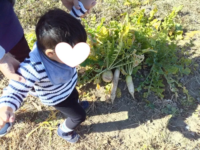 えくぼ/大根とれたよ！