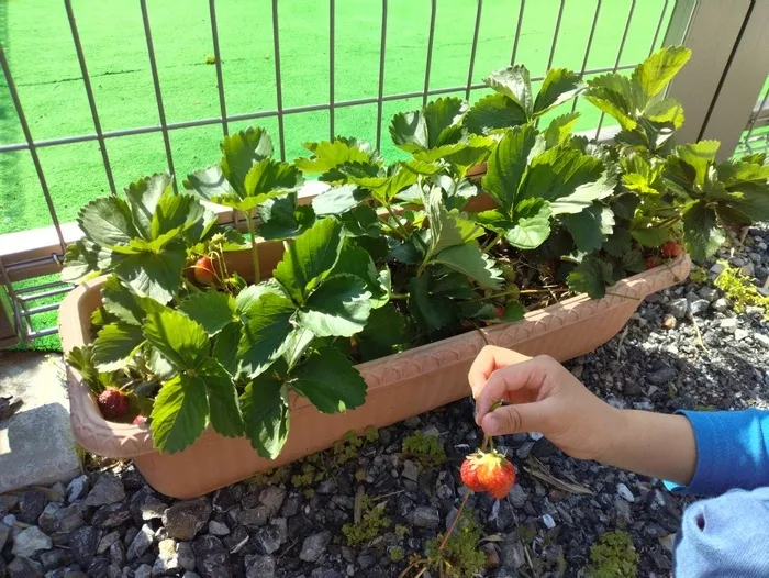 えくぼ/いちごが採れたよ🍓