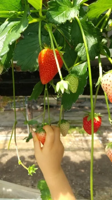 えくぼ/🍓いちご狩り🍓