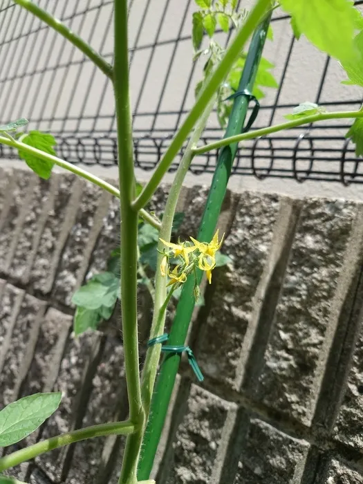 みいな瑞穂教室/ミニトマトの花が咲きました