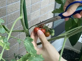 みいな瑞穂教室/ミニトマト収穫！
