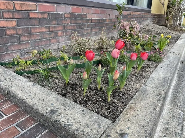 ちるぽて/花壇ができました✿