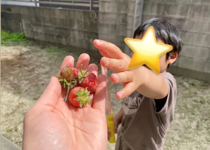 Yくまーず未来　西尾/ちいさないちご狩り🍓