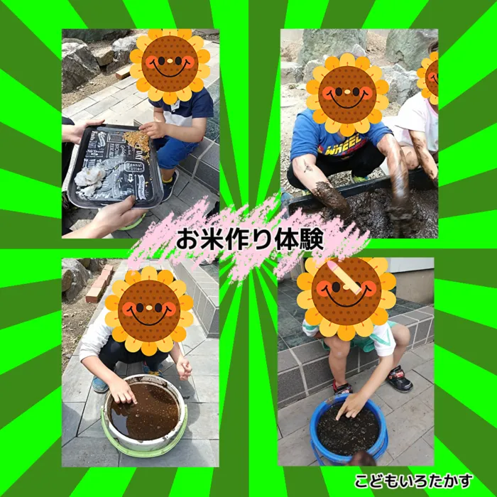 こどもいろたかす/お米作りの体験をしました！