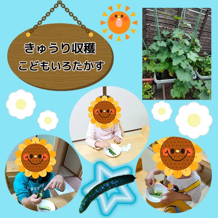 こどもいろたかす/きゅうり収穫しました！