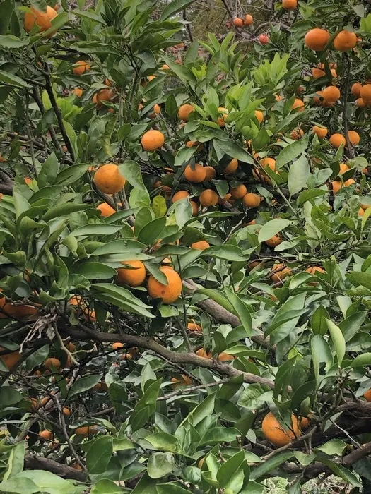 ライズ児童デイサービス布施あじろ/みかん狩り🍊下見