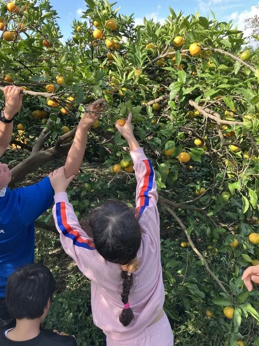 ライズ児童デイサービス布施あじろ/今日はみかん狩り🍊