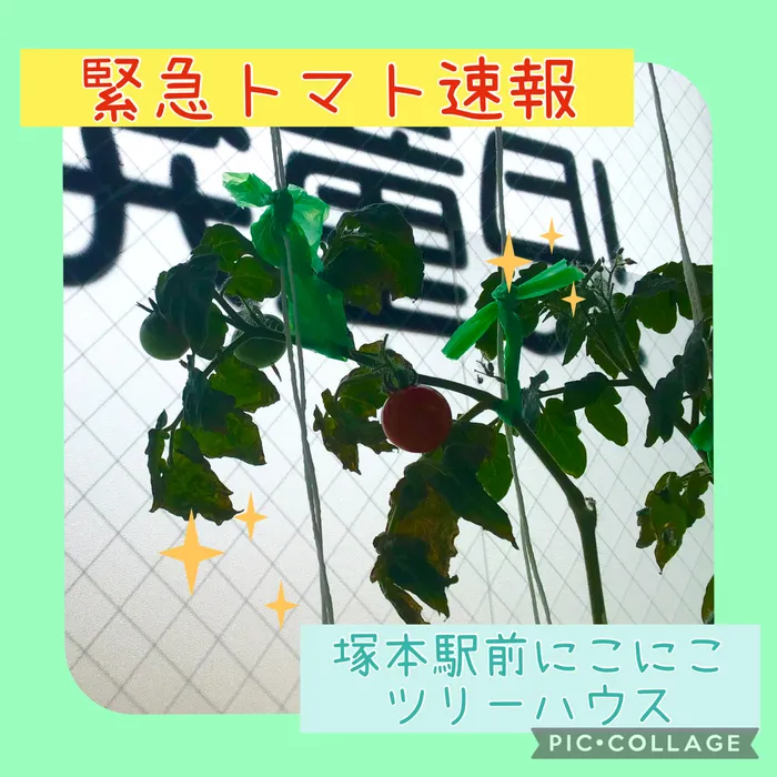 児童発達支援・放課後等デイサービス塚本駅前にこにこツリーハウス/🍅緊急トマト速報🍅