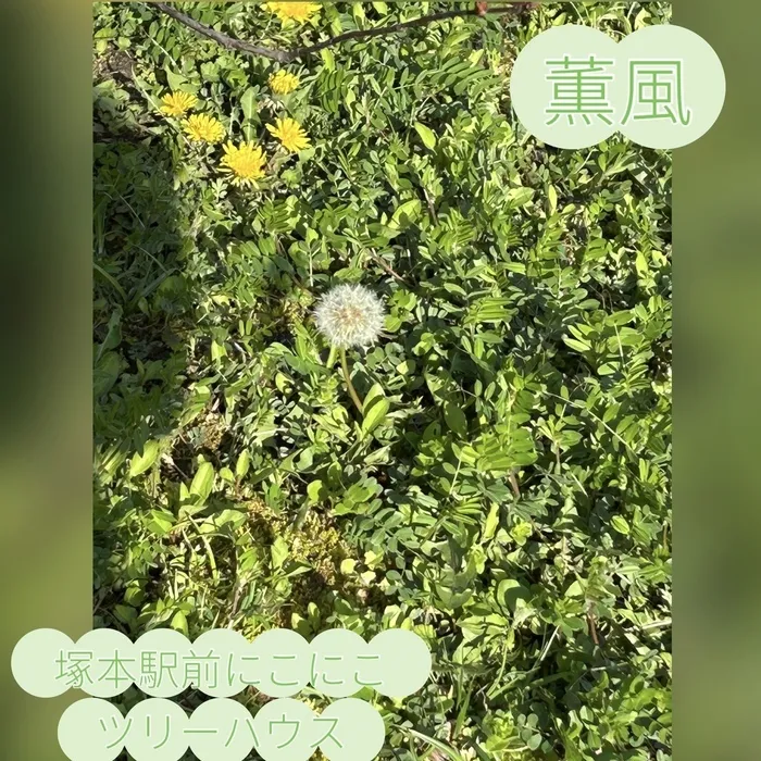 児童発達支援・放課後等デイサービス塚本駅前にこにこツリーハウス/🍃薫風🍃