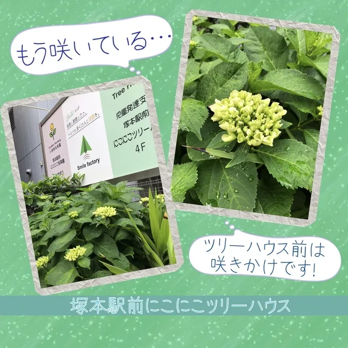 児童発達支援・放課後等デイサービス塚本駅前にこにこツリーハウス/もう咲いている…