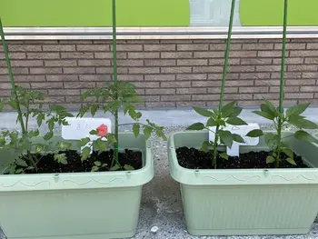 ブロッサムジュニア　南草津教室/夏野菜、植えました！