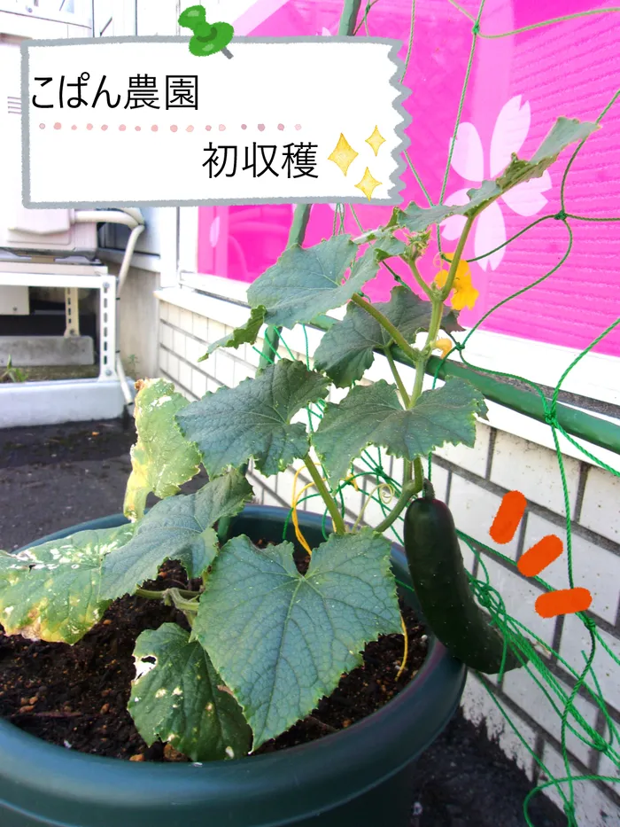 こぱんはうすさくら盛岡緑が丘教室/こぱん農園 初収穫🥒