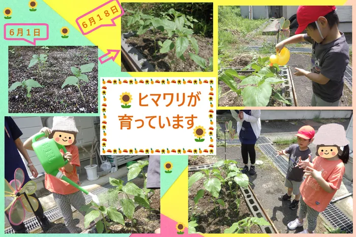 こぱんはうすさくら盛岡緑が丘教室/🌻ヒマワリを育てています🌻