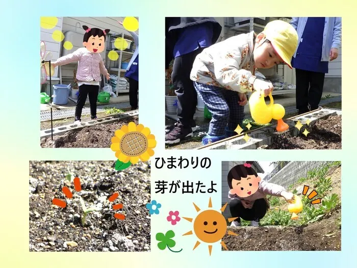 こぱんはうすさくら盛岡緑が丘教室/ひまわりの芽🌱が出たよ🌻