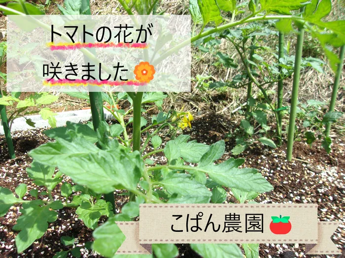 こぱんはうすさくら盛岡緑が丘教室/こぱん農園のお野菜の様子😍