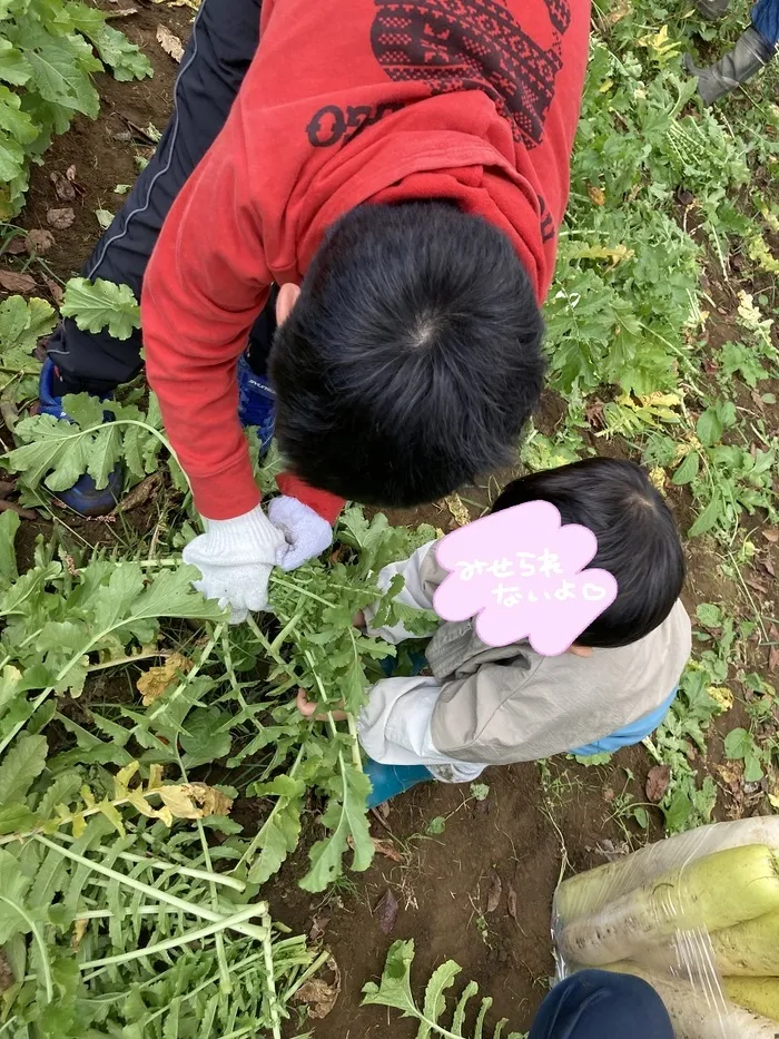 ぴっぴ亘理/大根狩り😊