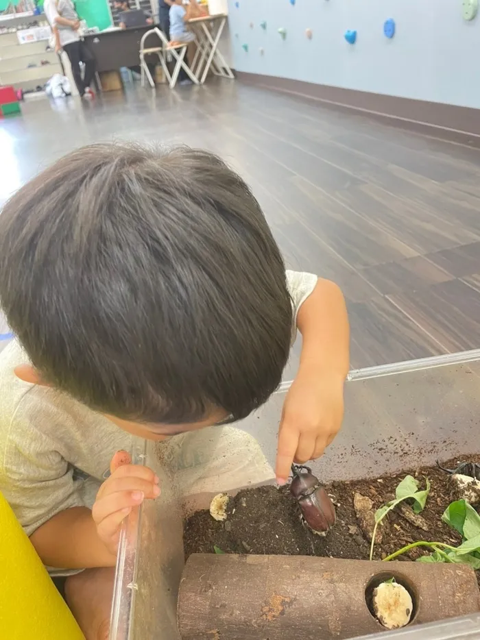 きりんのあくびkids みと/カブトムシさんありがとう😢