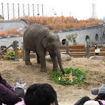 どんぐりこどもの家コッコレ