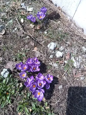 【空きあります（2枠）、送迎あり】　こぱんはうすさくら　札幌太平教室/北海道の春の花