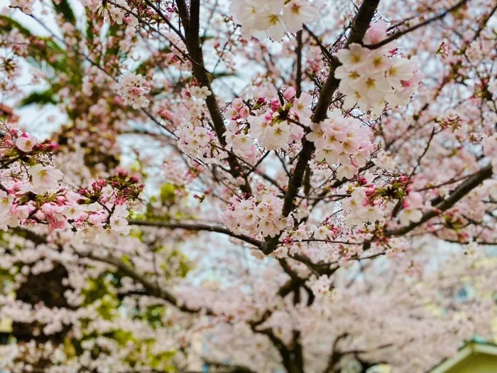 【2021年9月Open!!】おおきな木都島/～満開の桜を見て～