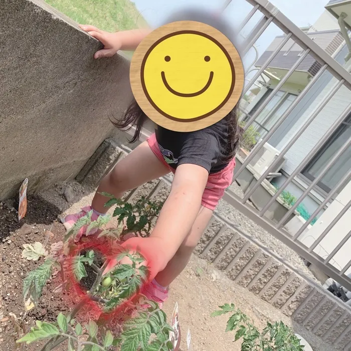 みらいく/🍅トマト発見！！！！！🍅