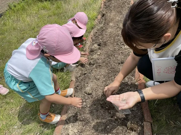 にじいろひよこ園亘理/ひまわりの種まき