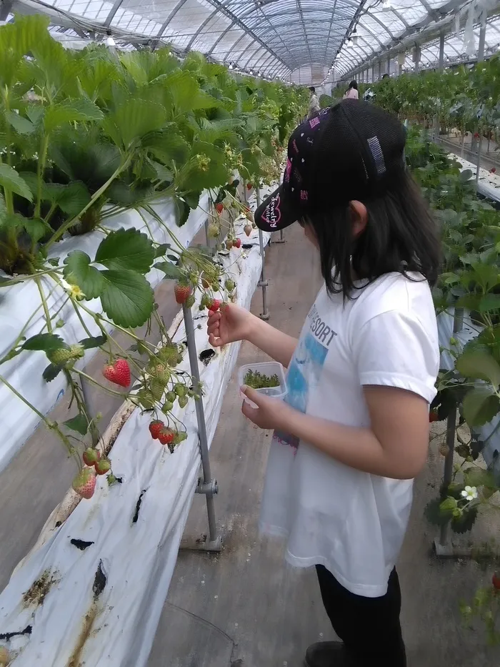 さくだいらキッズらぼ小諸教室/春休みラストはいちご狩りへ🍓