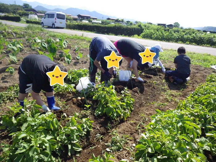 あおはるキッズ/じゃがいも堀