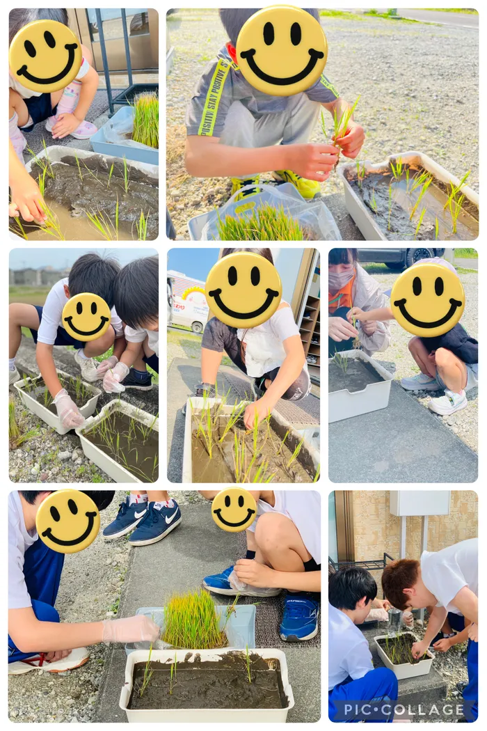 児童発達支援　ぱれっとジュニア前平/お米の苗を植えたよ🌾