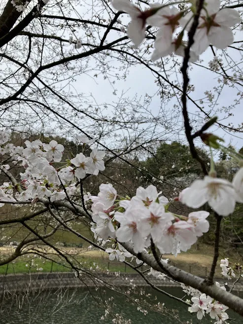 愛YOUわくわく広場　はなみずき/お花見に行ったよ🌸