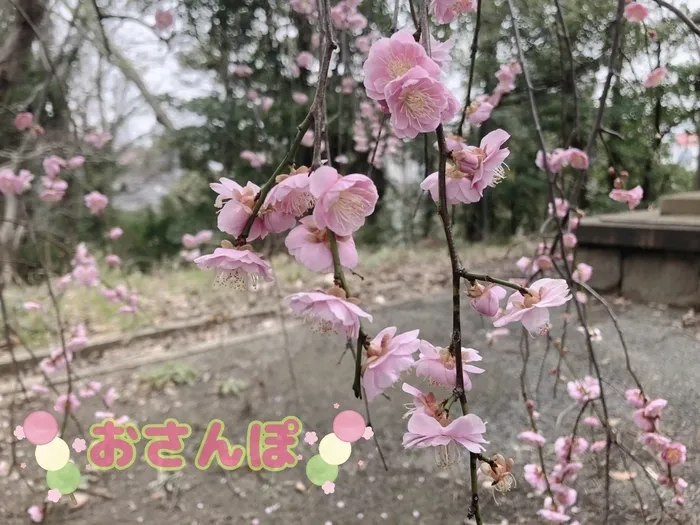 てらぴぁぽけっと　八幡東教室/お散歩に行きました！