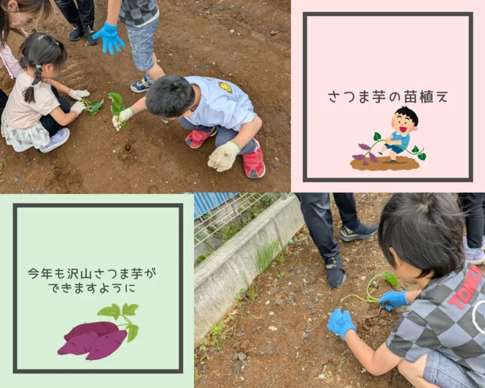 ナトゥラーレはぐはぐ押切/さつまいもの苗植え🍠🌱