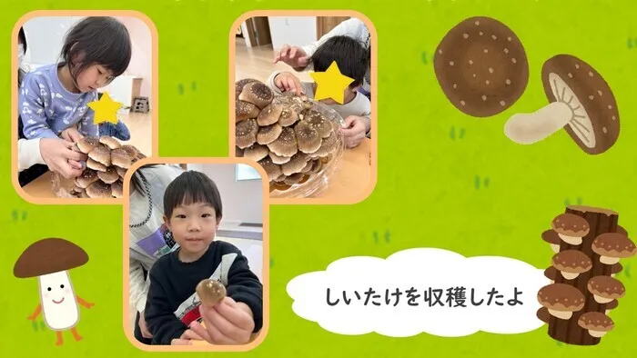 ナトゥラーレはぐはぐ押切/しいたけを収穫したよ🍄