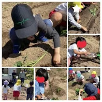 こども発達LABO.Proリハ　牟佐/さつまいもの苗を植えたよ🍠